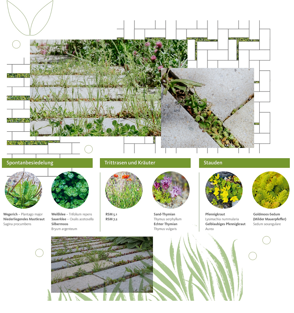 Bildercollage zur Vegetationsfuge mit verschiedenen Pflanzen.
