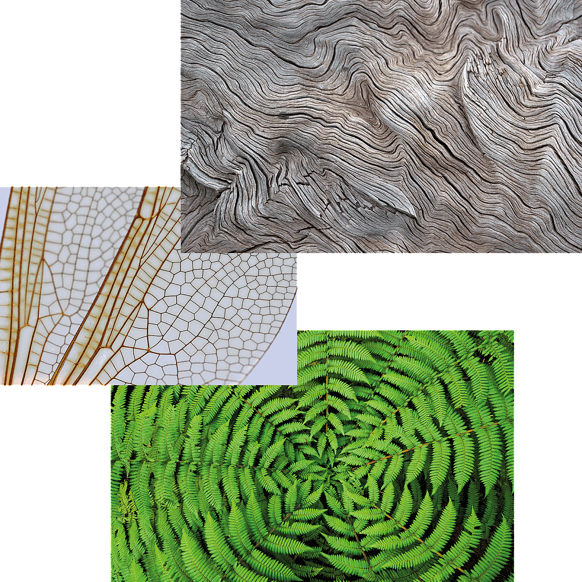 Bildercollage