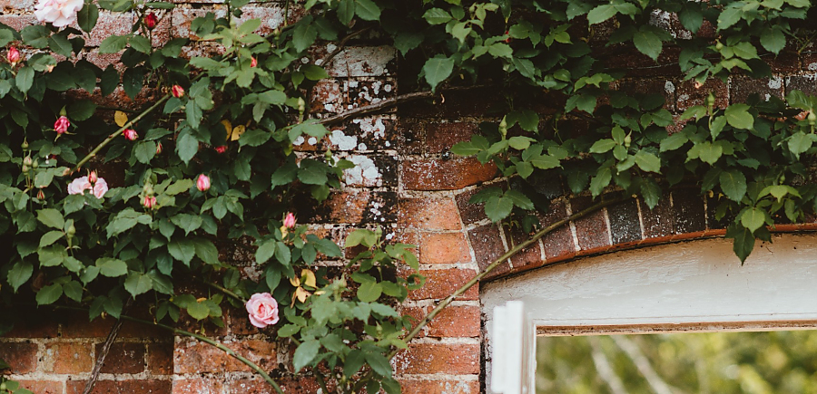 Wand aus Klinker mit einem Fenster und Rosen bewachsen
