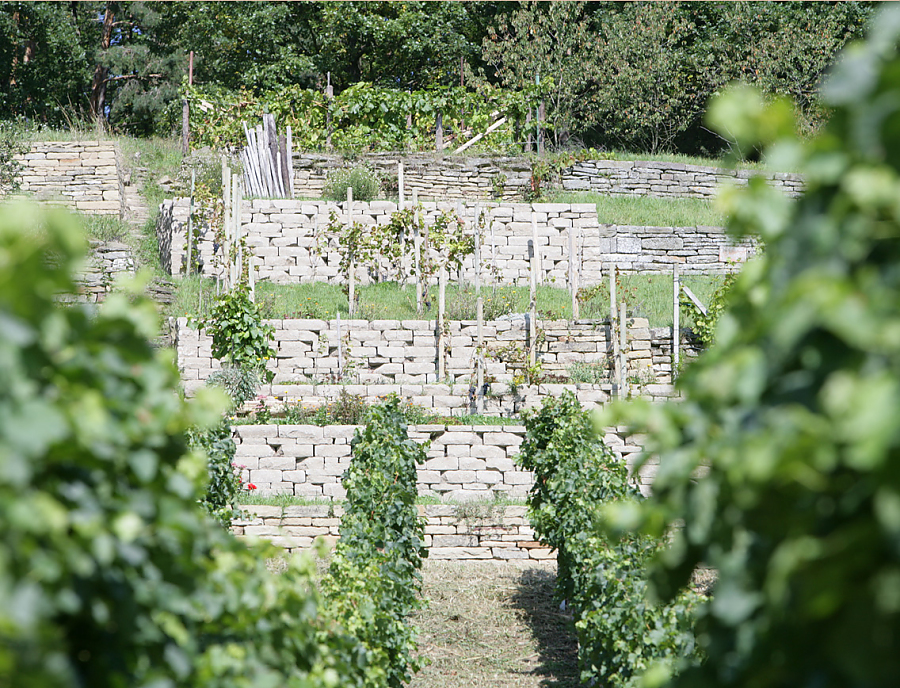 SANTURO ökologische Weinbergmauer SANTURO ökologische Weinbergmauer in der Farbe Schilfsand auf einem Weinberg