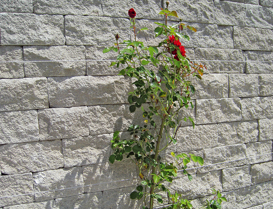 SANTURO Fassaden- und Verblendmauersystem in der Farbe Naturgrau mit einer Rose davor