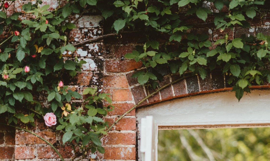 Wand aus Klinker mit einem Fenster und Rosen bewachsen