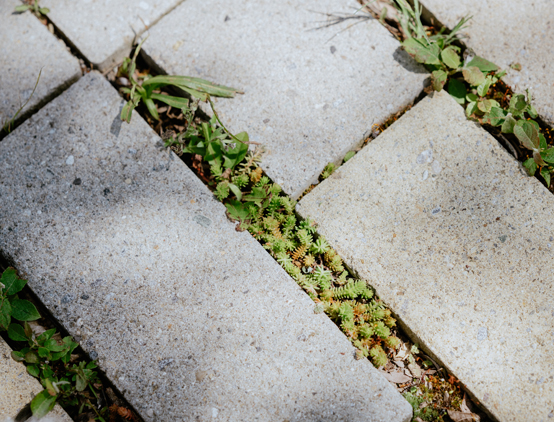 Gewehg mit begrünten Pflasterfugen